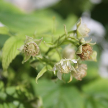 Zwerg-Himbeere Baby Dwarf (Pflanze)
