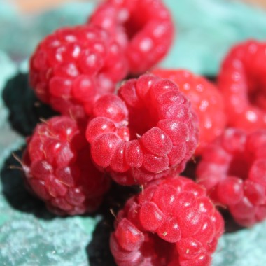 Himbeere Boheme (Pflanze)