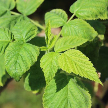 Himbeere Golden Queen (Pflanze)