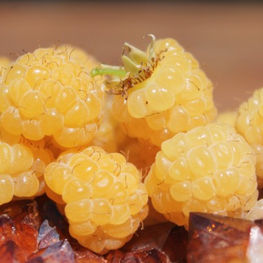 Zwerg-Himbeere Goodasgold (Pflanze)