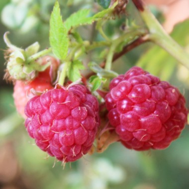 Zwerg-Himbeere Little Sweet Sister (Pflanze)