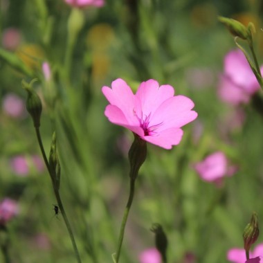 Himmelsröschen Nobilis (Samen)