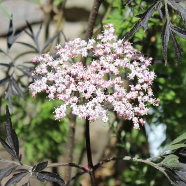 Holunder Black Lace (Pflanze)