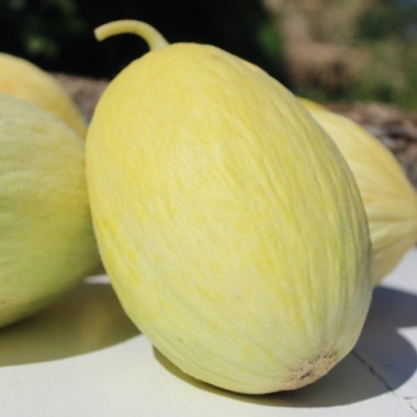 Honigmelone Blanco de Ribatejo (Samen)