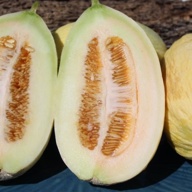 Honigmelone Blanco de Ribatejo (Samen)