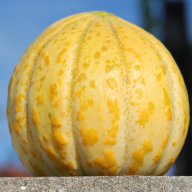 Honigmelone Delice de Table (Samen)
