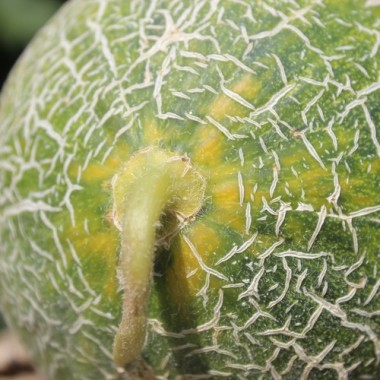 Honigmelone Galia (Samen)