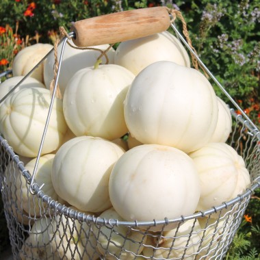 thumbnail image 2 of Japanese Heirloom Kiku Chrysanthemum Sweet Melon Seeds – 15 Seeds – Tasty! 2 of 6