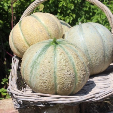 Honigmelone Oka (Samen)