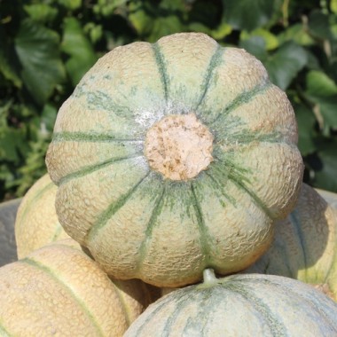 Honigmelone Oka (Samen)