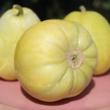 Honigmelone Sakata's Sweet  (Samen)