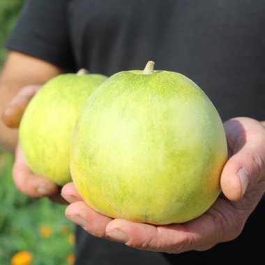 Honigmelone Sakata's Sweet  (Samen)