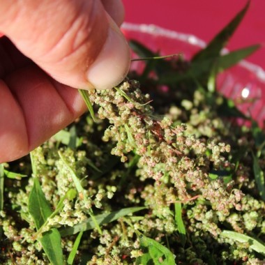 Huazontle - Broccolimelde (Samen)