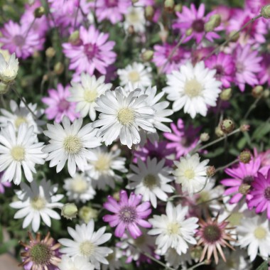 Immortelle - Papierblume Double Mix  (Samen)