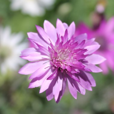 Immortelle - Papierblume Double Mix  (Samen)
