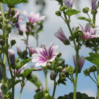 Indische Malve pink (Samen)