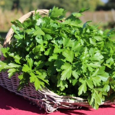 Italienische Riesenpetersilie (Samen)