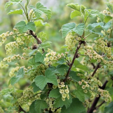 Johannisbeere Kaukasische (Pflanze)