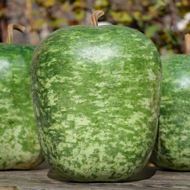 Kalebasse Apple (Samen)