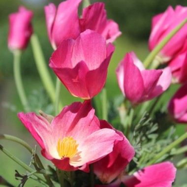 Neu! Kalifornischer Goldmohn Carmine King (Samen)
