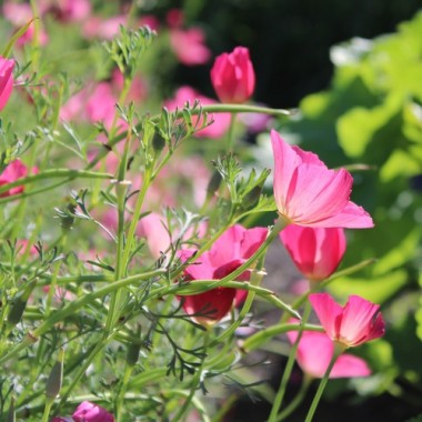 Neu! Kalifornischer Goldmohn Carmine King (Samen)