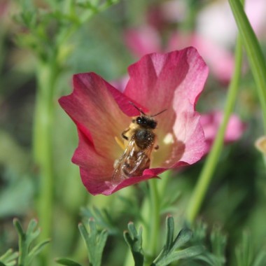 Neu! Kalifornischer Goldmohn Carmine King (Samen)