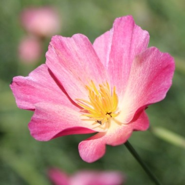 Neu! Kalifornischer Goldmohn Carmine King (Samen)