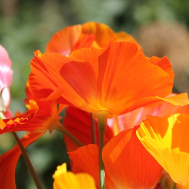 Kalifornischer Goldmohn Mix (Samen)