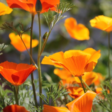 Kalifornischer Goldmohn Mix (Samen)