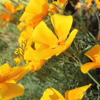 Kalifornischer Goldmohn Orange King (Samen)