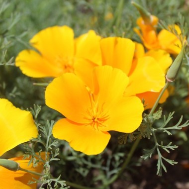 Kalifornischer Goldmohn Orange King (Samen)
