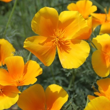 Kalifornischer Goldmohn Orange King (Samen)