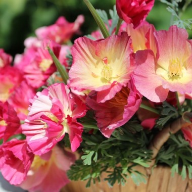 Kalifornischer Goldmohn Rose Chiffon (Samen)