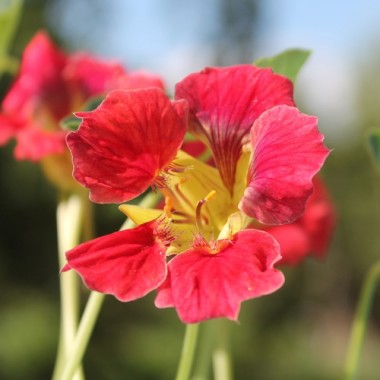 Kapuzinerkresse Ladybird Rose (Samen)