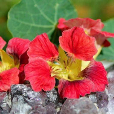 Kapuzinerkresse Ladybird Rose (Samen)