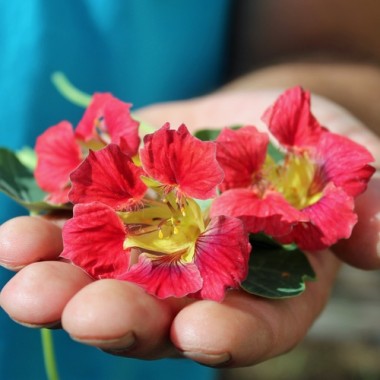 Kapuzinerkresse Ladybird Rose (Samen)