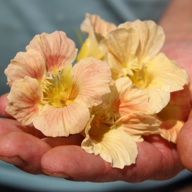 Neu! Kapuzinerkresse Pink Blush (Samen)