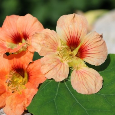 Preview: - Kopie - Kopie - Kopie