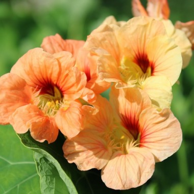 Preview: - Kopie - Kopie - Kopie