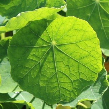 Preview: - Kopie - Kopie - Kopie