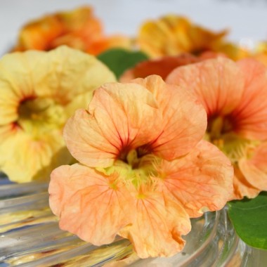 - Kopie - Kopie - Kopie