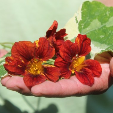 Kapuzinerkresse Velvet Troika Variegata (Samen)