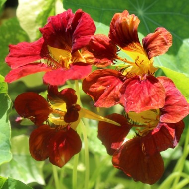 Kapuzinerkresse Velvet Troika Variegata (Samen)