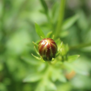 Preview: - Kopie - Kopie - Kopie - Kopie - Kopie