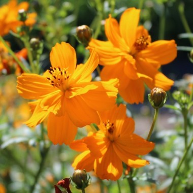 Preview: - Kopie - Kopie - Kopie - Kopie - Kopie