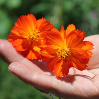 Kenikir rot (Samen)