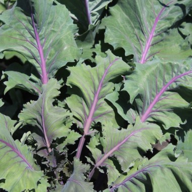 Kohlrabi Blauer Speck (Samen)