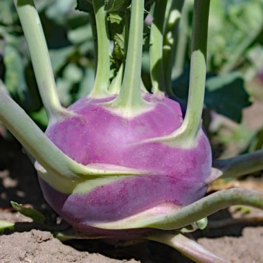 Kohlrabi Dyna (Samen)