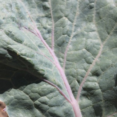 Kohlrabi Dyna (Samen)