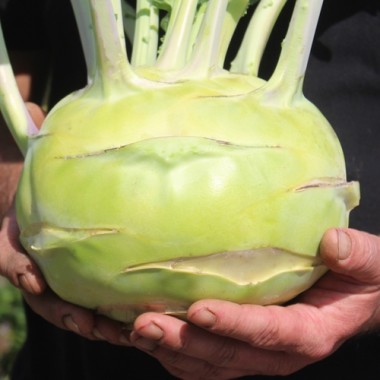 Kohlrabi Gigant (Samen)